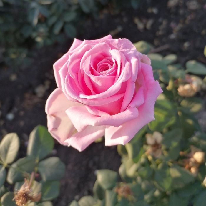 Роза Аква